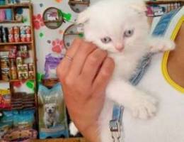 Scottish fold white blue eyes