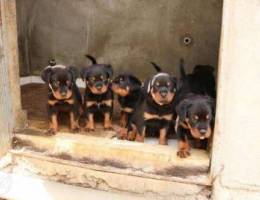 rottweiller for sale