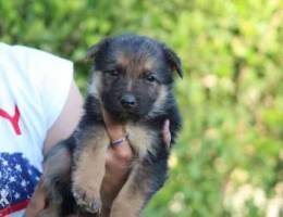 German shepherd puppy