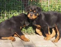 Rottweiler