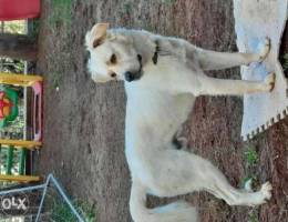 Golden retriever mix