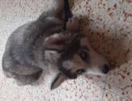 Syberian husky puppy