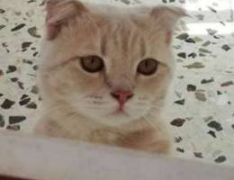 Scottish fold Ù„Ù„Ø¨ÙŠØ¹