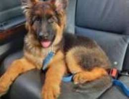 Germany shepherd puppy