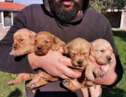 Red goldens available