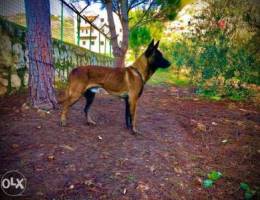 malinois dog for sale