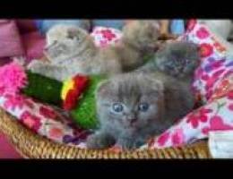 Scottish fold