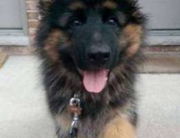 GSD German Shepherd :)