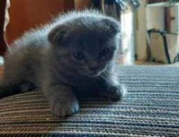 Female scottish fold kitten