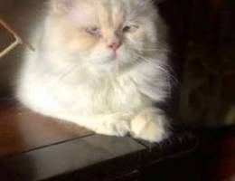 persian himalayan male for sale