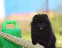 Teacup Black Pomeranian / RARE POM..