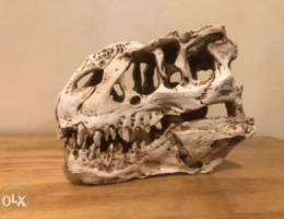 dinosaur resin skull