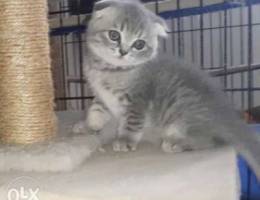 Scottish fold and straight