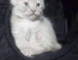 Ù‚Ø· Ù„Ù„Ø¨ÙŠØ¹ Persian kitten