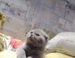 Male Scottish fold kitten