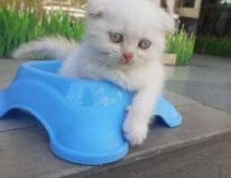 Scottish fold blue eyes