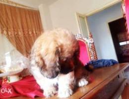 Female bichon (brown color)