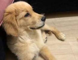 Golden retriever puppy