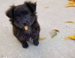 cute black puppy lou lou