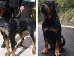 Female Rott 2 months and a half