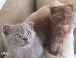 4 scottish fold kittens for sale