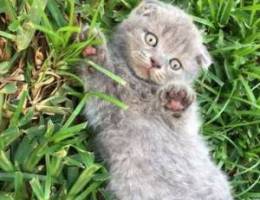 Scottish Fold Offer 130$