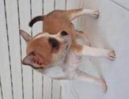 Pure teacup Chihuahua puppy for sale