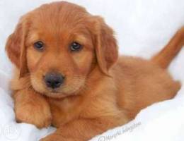 Golden retriever puppies