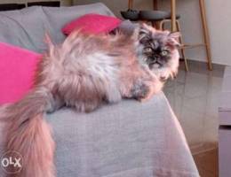 need himalayen male for matting