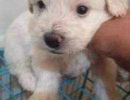 Bichon puppy 100$