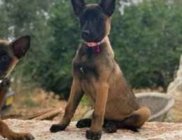 High quality malinois