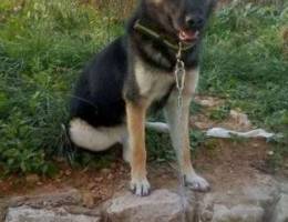 German shepherd husky mix (shepsky) for fr...