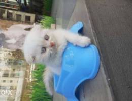 Scottish fold medium hair