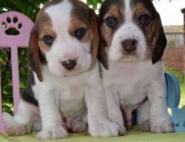 The kennel offers for sale chic beagle pup...