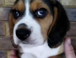 Gorgeous pedigree beagle babies with excel...