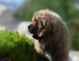 Puppies of the Tibetan Mastiff, 100% Chine...