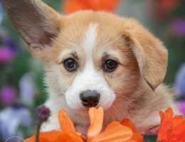 For a charming baby welsh corgi pembroke w...