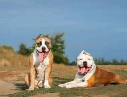 Pit Bull terrier We expect two broods of b...