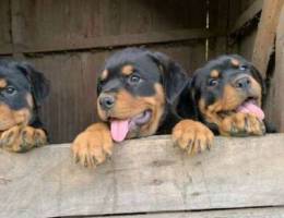 Purebred Rottweiler puppies. Purebred Rott...