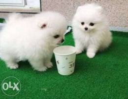 teacup poms