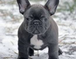 french bulldog