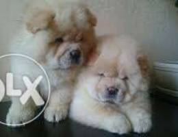 chowchow puppies