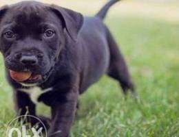 pitbull bully xl