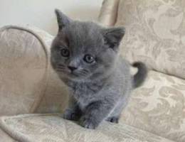 British shorthair