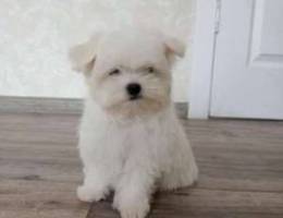 Mini maltese