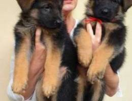 German shepherd