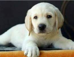 labrador