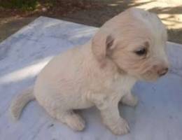 bichon maltese