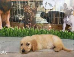 Golden retriver full gold special offer sa...