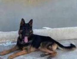 German shepherd male for matting